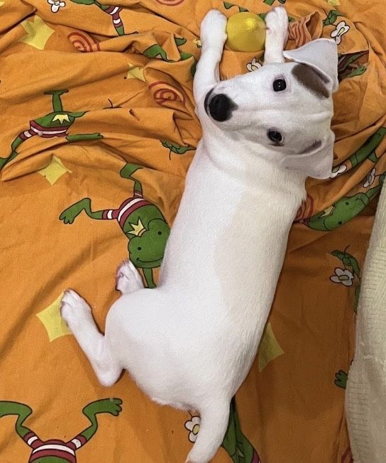 Девочка джек рассел терьер ищет родителей