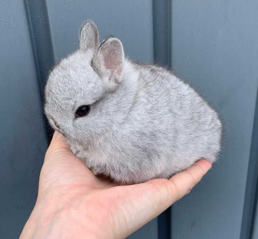 Mini Coelhos anões + alimentação adequada + gaiola nova