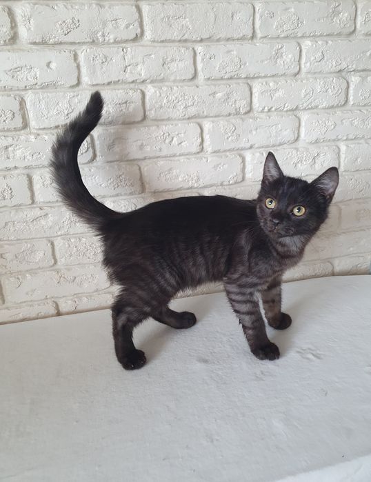 Прилаштовується киця