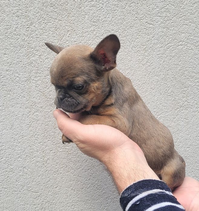 Bulldog exótico macho