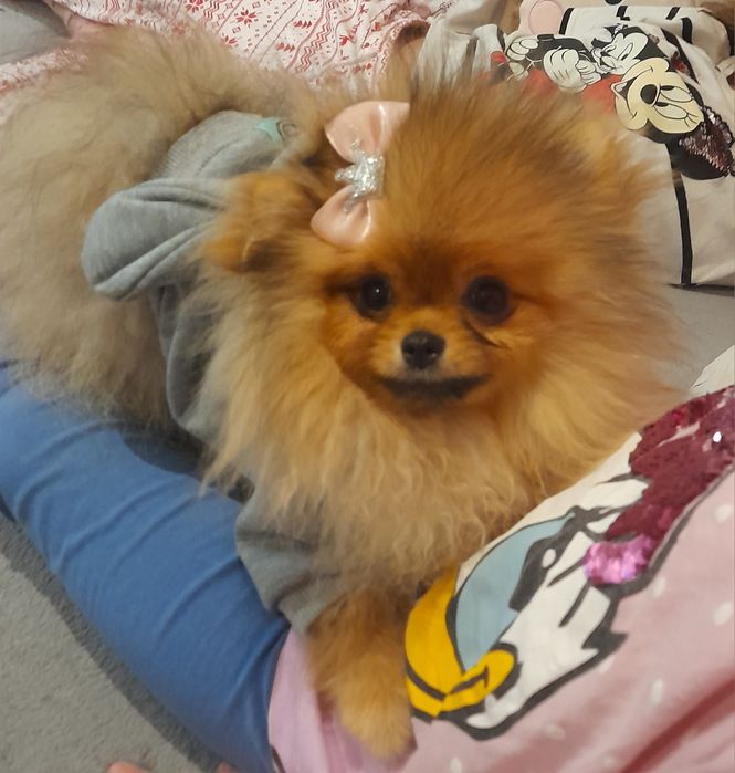 Szpic pomeranian orange suczka mini toy