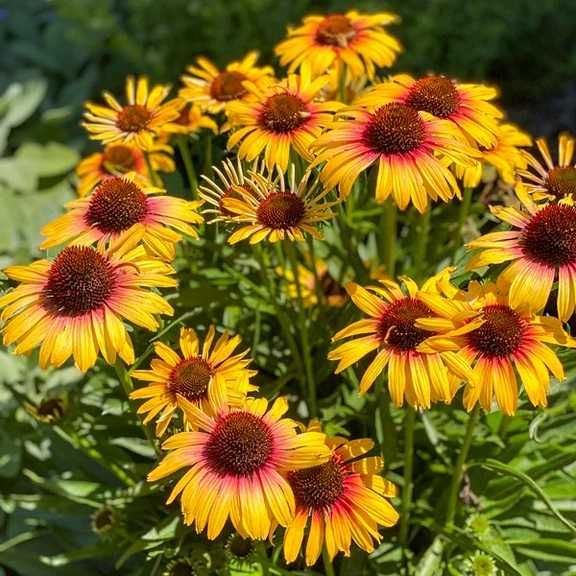 Jeżówka 'Parrot' Echinacea