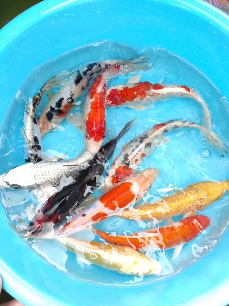 Carpas Koi 15-20cm - Qualidade Garantida com Envio Seguro!