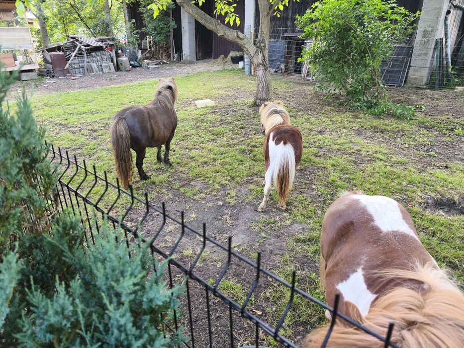 Kucyk klaczka bardzo spokojna