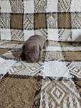 Piesek Pit Bull Terrier