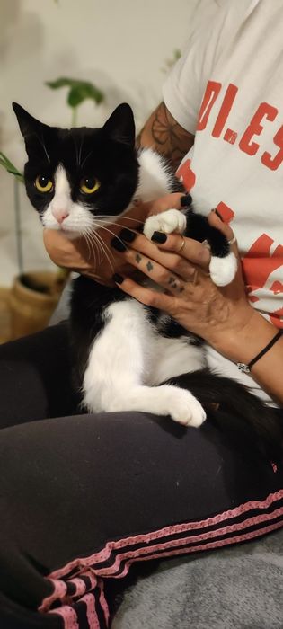 Kotka w typie brytyjski