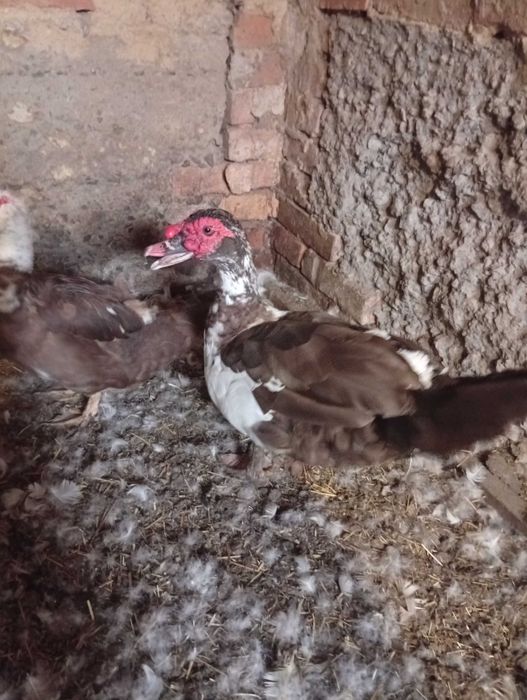 Продам мускусного утака, шипуна