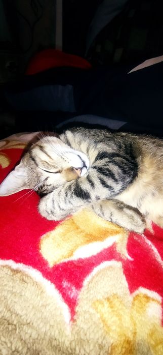 Віддам кота приблизно 1 рік