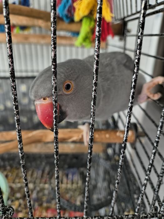 Aleksandreta obrożna papuga