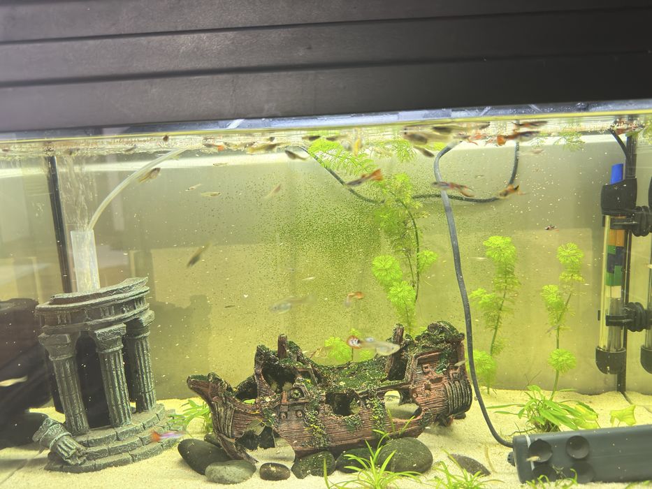 Guppys surtidos