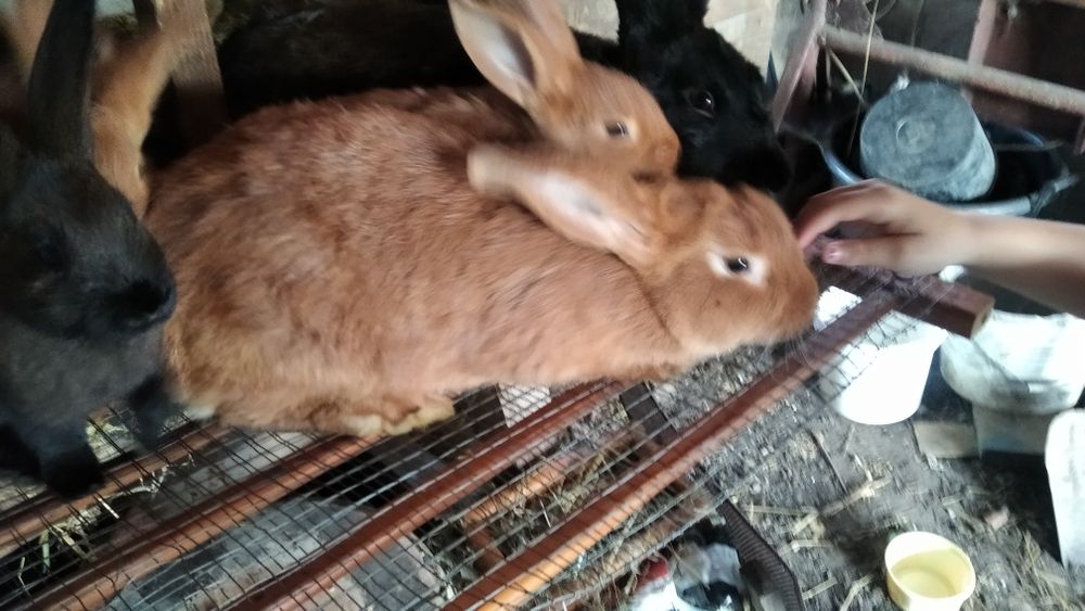 Pilnie sprzedam króliki z budami