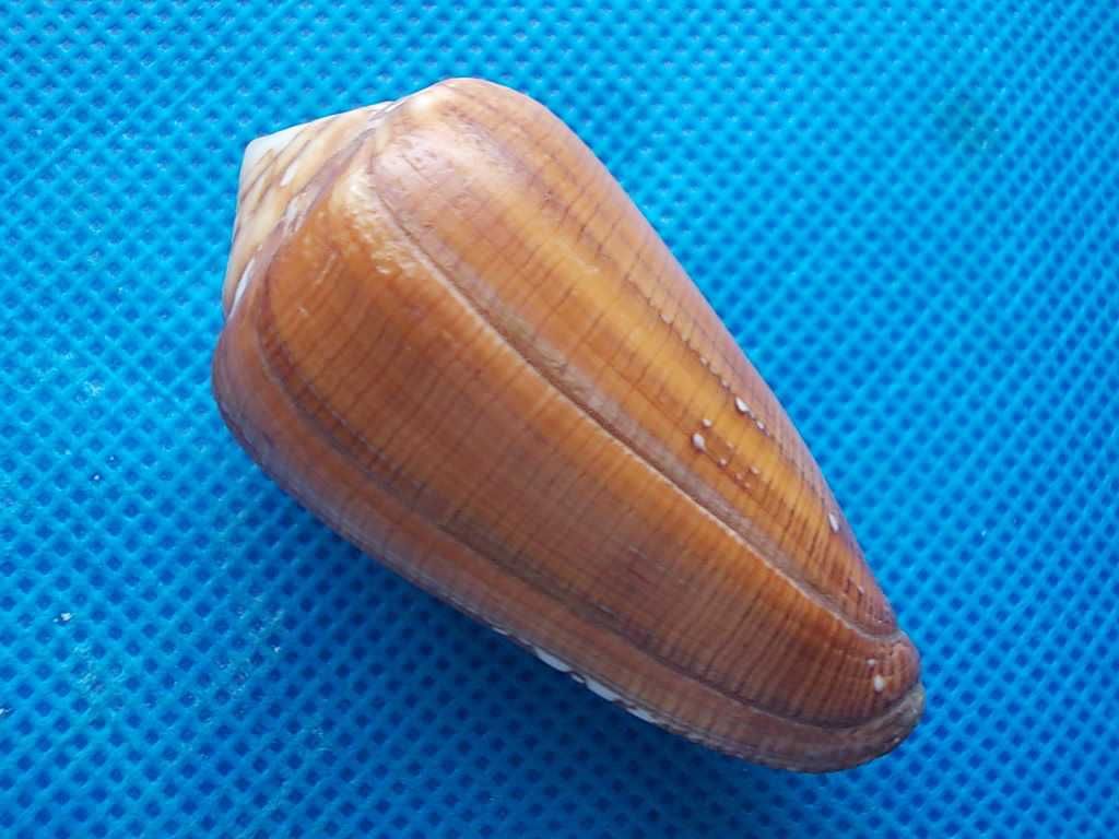 Muszle morskie- Conus pennaceus vezoi