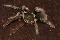 Огромный паук птициед Hysterocrates hercules