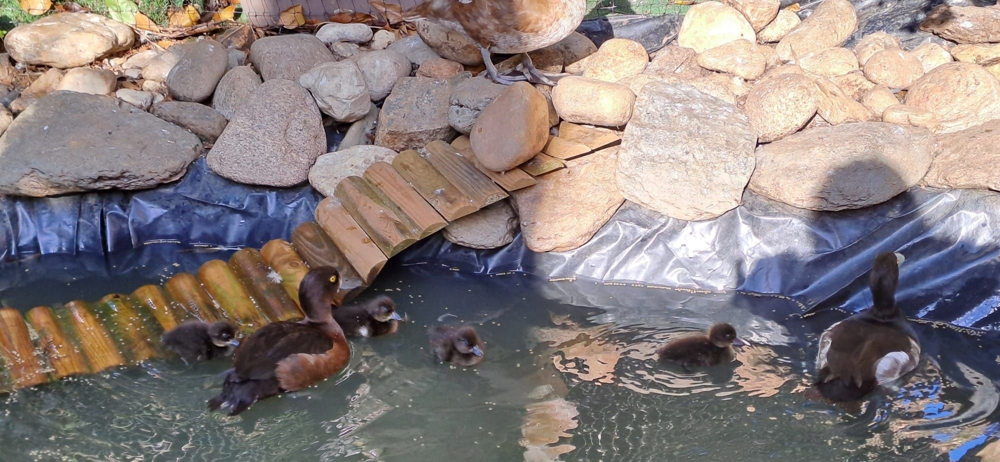 Vendo patos (Netta rufina, Piadeira do Chile, Carolino, Zarro negrinha