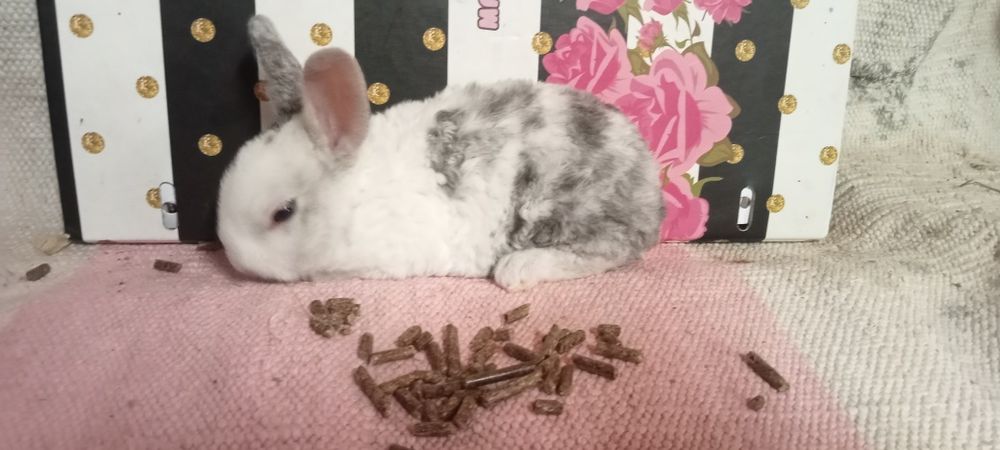 Entrega de coelhos anões em Coimbra