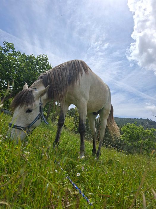Cruzada lusitano/sorraia para venda ou troco