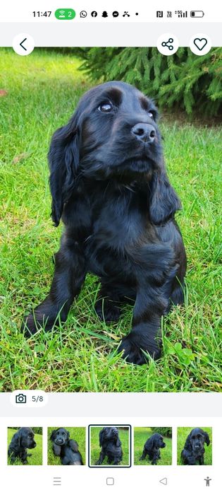 Wyjątkowy czarny piesek Cocker spaniel
