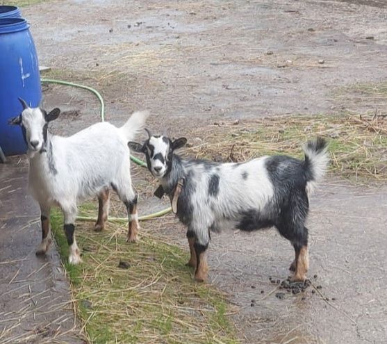 Vende se cabras anas