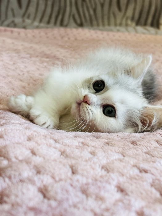 Munchkin kotka ,krótkie łapki ! UNIKAT .WCF Lilly Tiny*PL