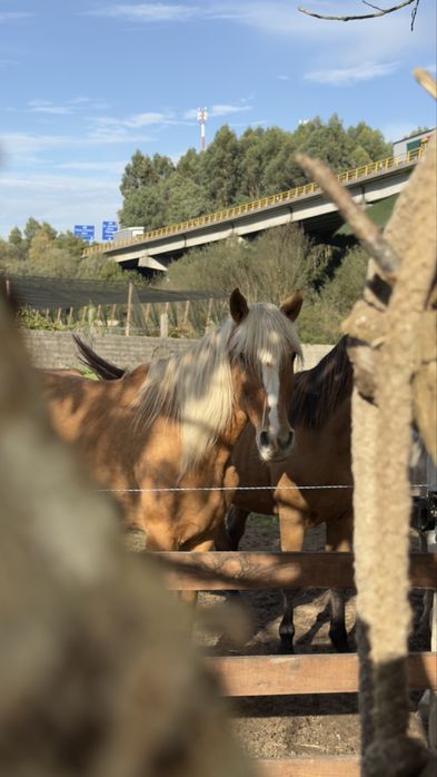 Egua Palomina super mansa