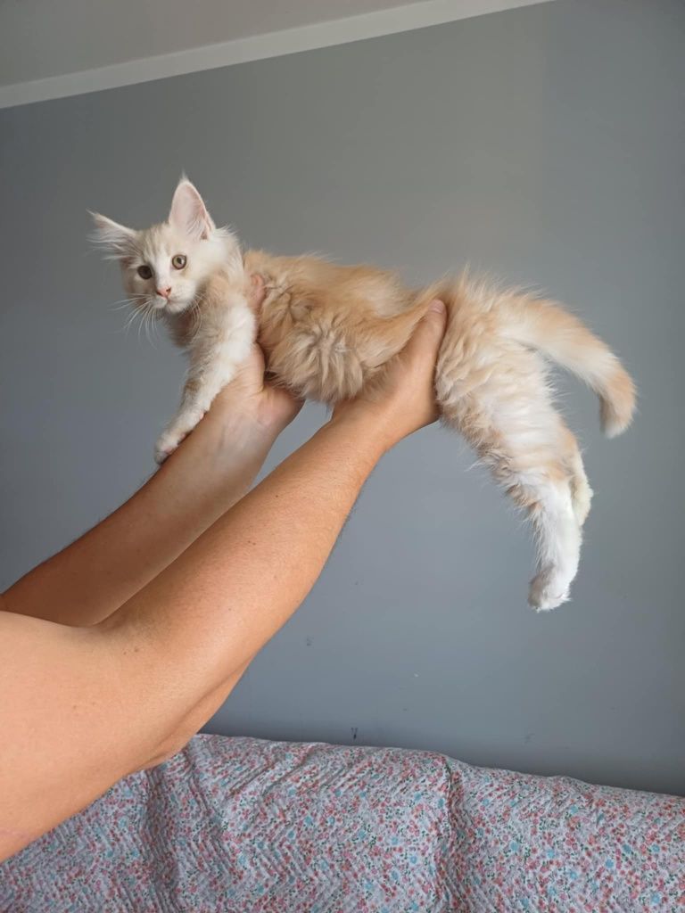 Kocurek Maine Coon z prawem hodowlanym