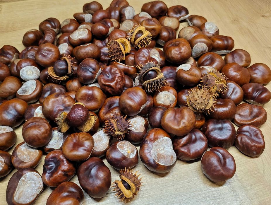 zestaw artykułów plastycznych - biała szyszka, żołędzie naturalne