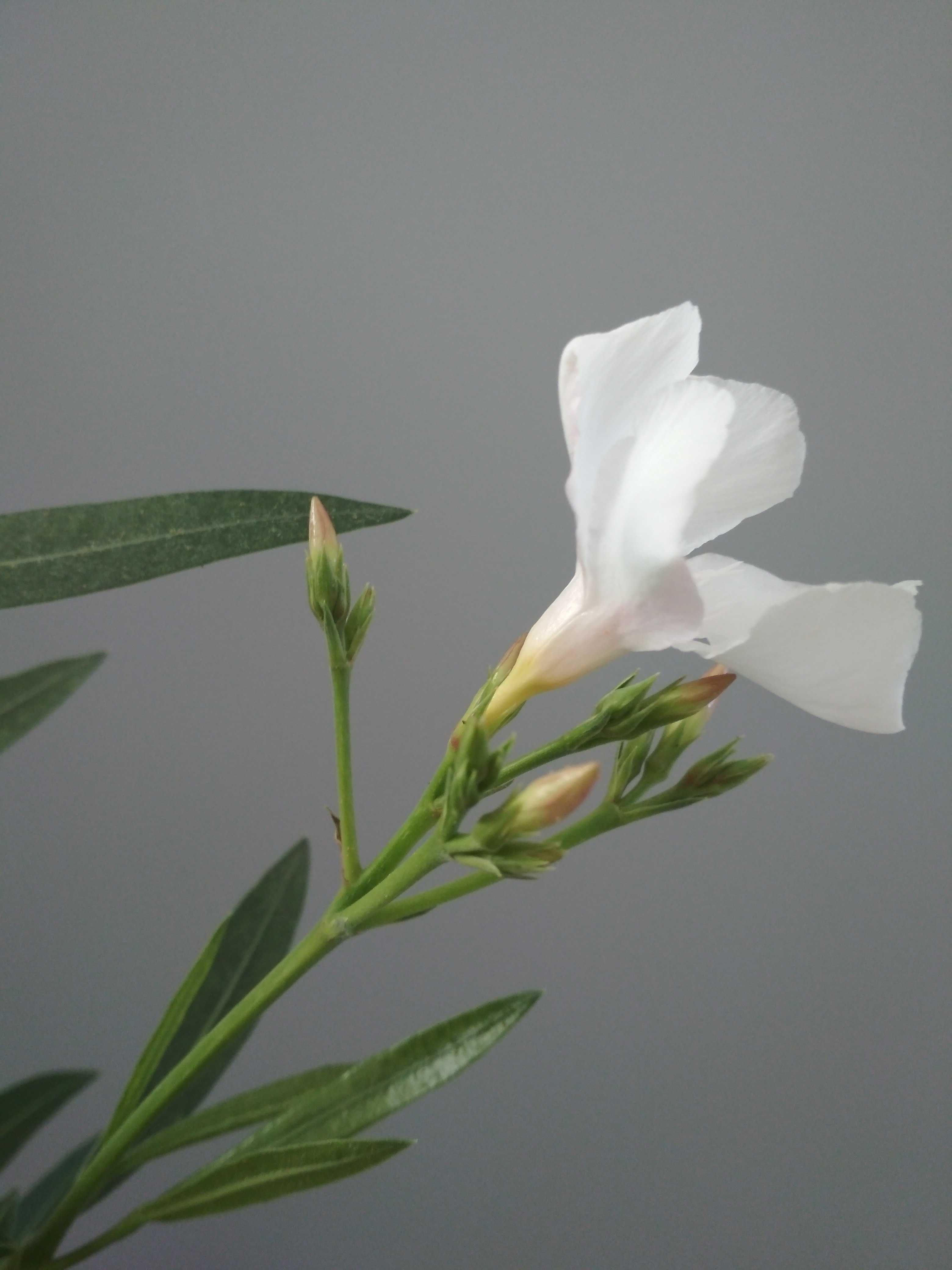 Biały kremowy kwitnący oleander