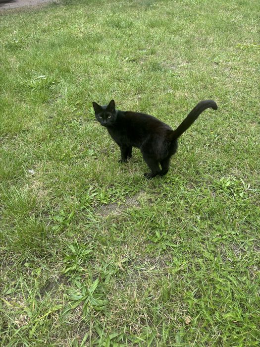 Roczna kotka szuka domu