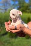 Chihuahua zjawiskowa Alis gotowa do zmiany domku