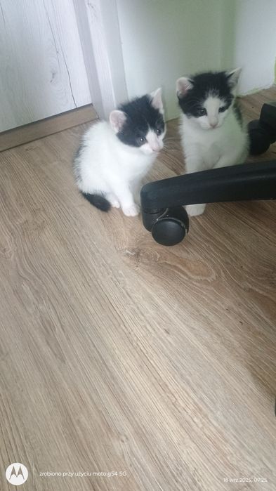 Oddam kotki gotowe do adopcji