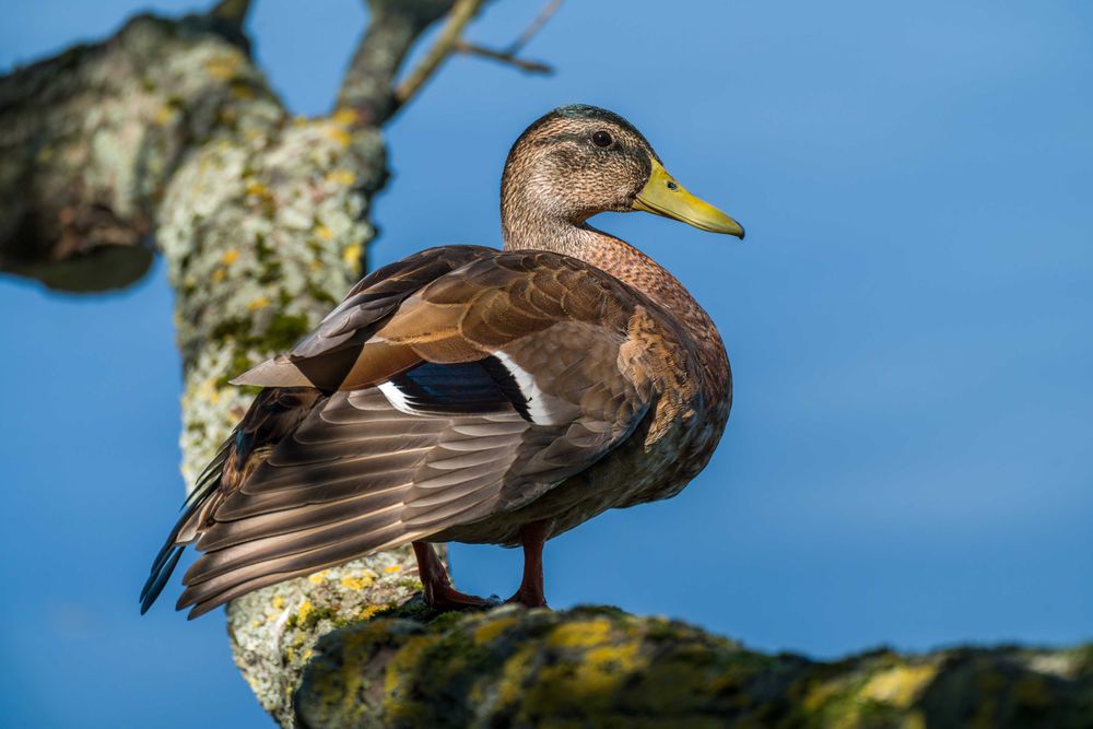 Telekonwerter Sony SEL14TC, zoom 1,4x, Sony E