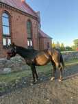 Klacz 9 lat Folblut