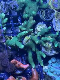 1 Montipota Green Zielona Patyk Koralowiec Morski Akwarium Morskie