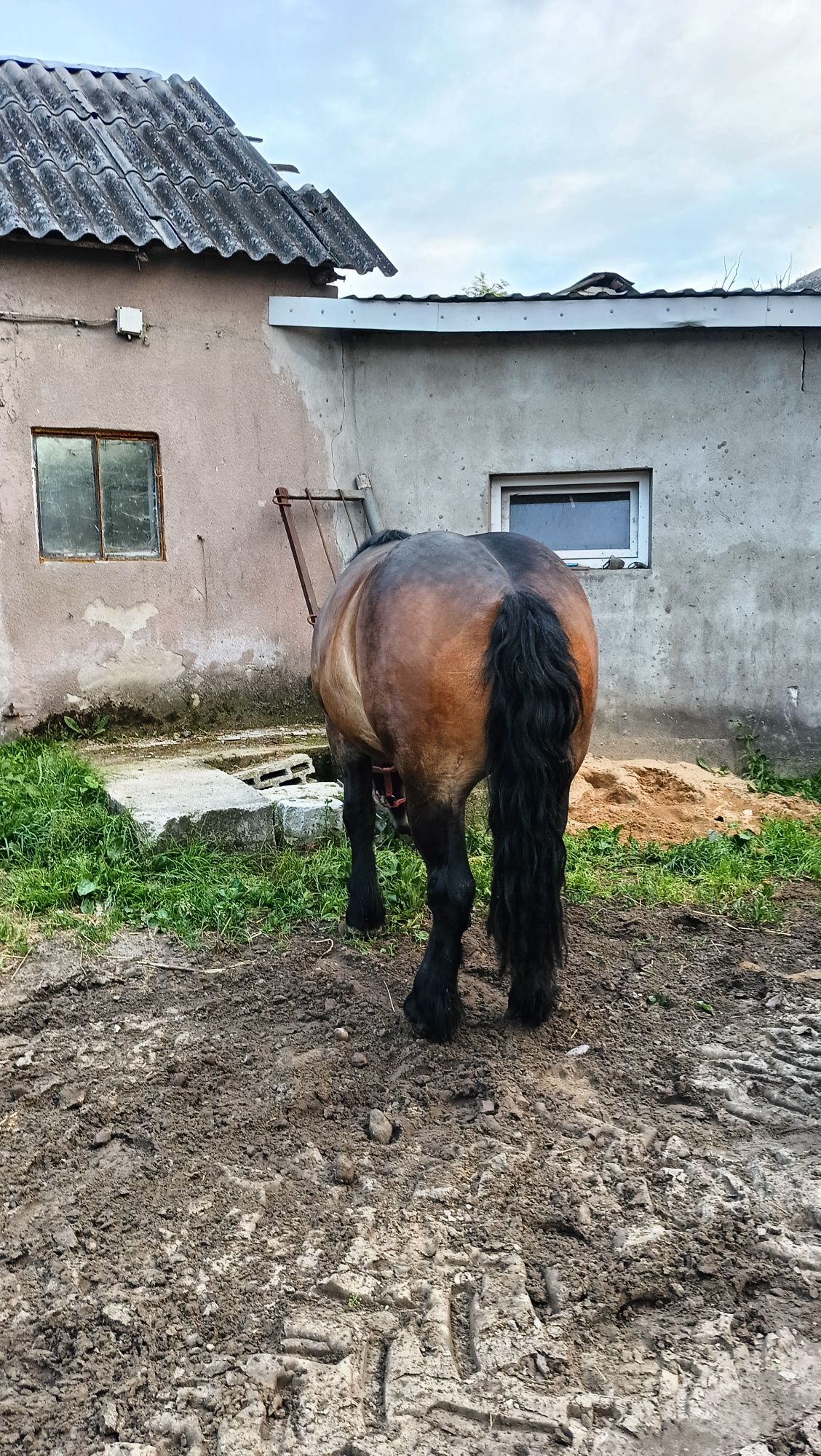 Klacz Zimnokrwista 3latka