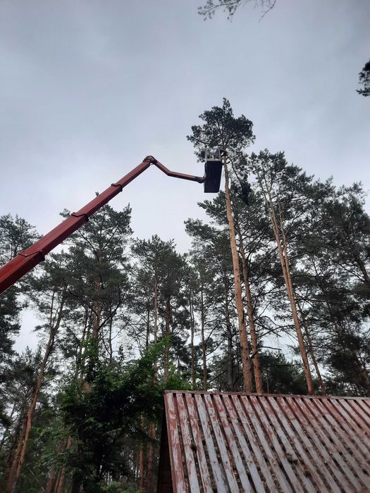 Wycinka drzew, pielegnacja drzew, podnośniki koszowe