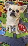 Chihuahua sobolowa sunia z rodowodem swkipr