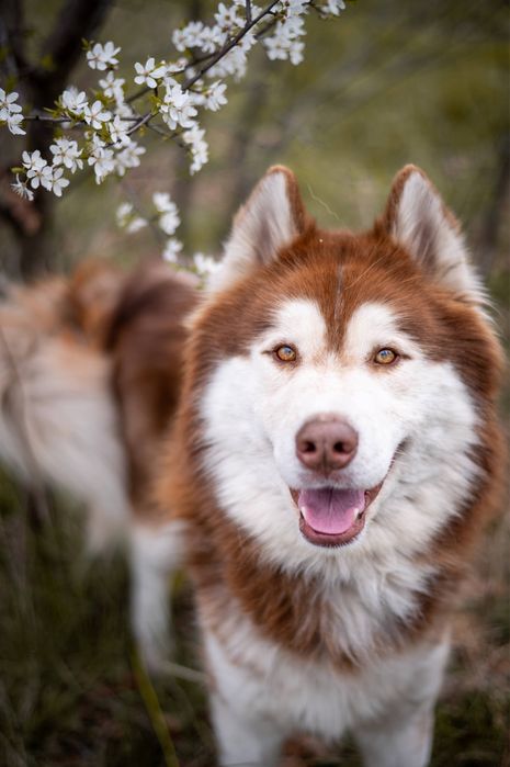 Przepiękny husky/malamute Rocky szuka domu