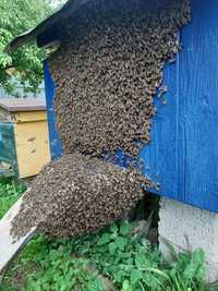 Бджолопакети, відводки