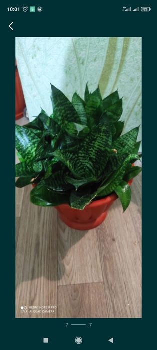 Сансевиерия или Тёщин язык цветок