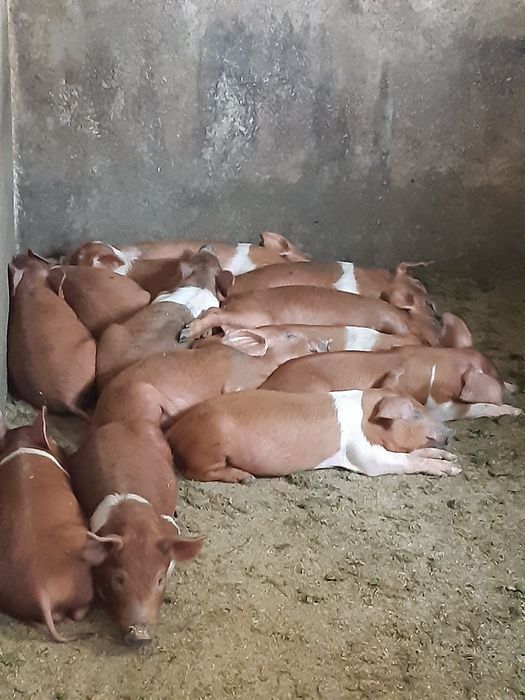 поросята породи українська червона білопояса