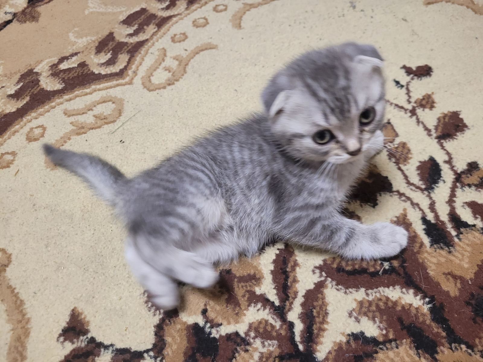 Котята  Scottish Fold