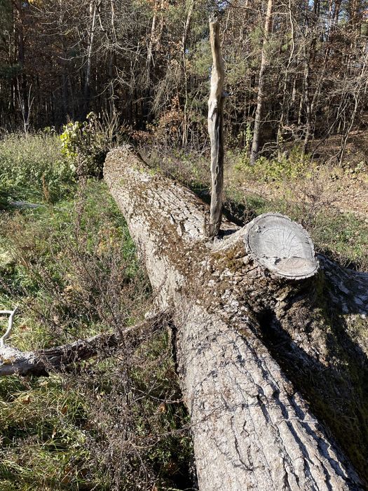 Topola w stanie okraglym