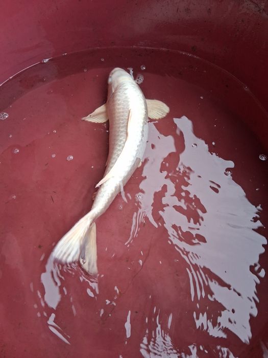 Carpa koi japonesa