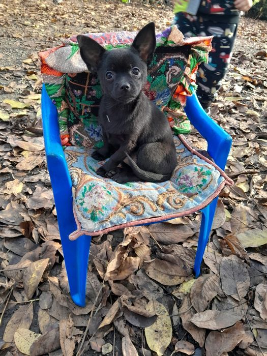 Маленькі чихуахуа шукають родину