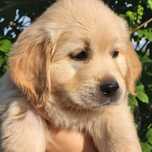 Golden retriever pies złote od zaraz z rodowodem