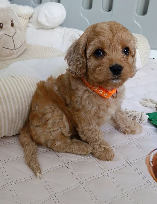 Chłopiec Cavapoo f1 ** HENIO **