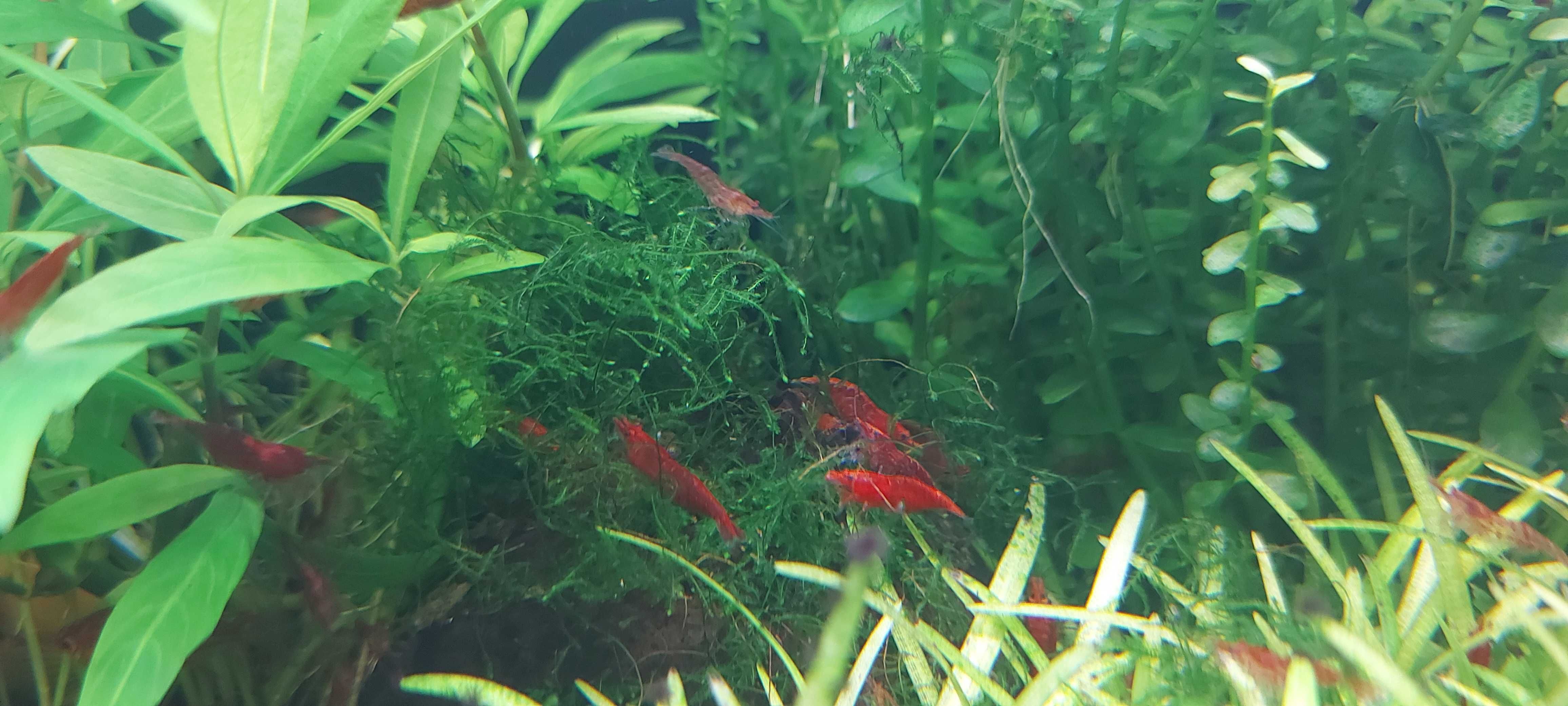 Krewetki RED młode