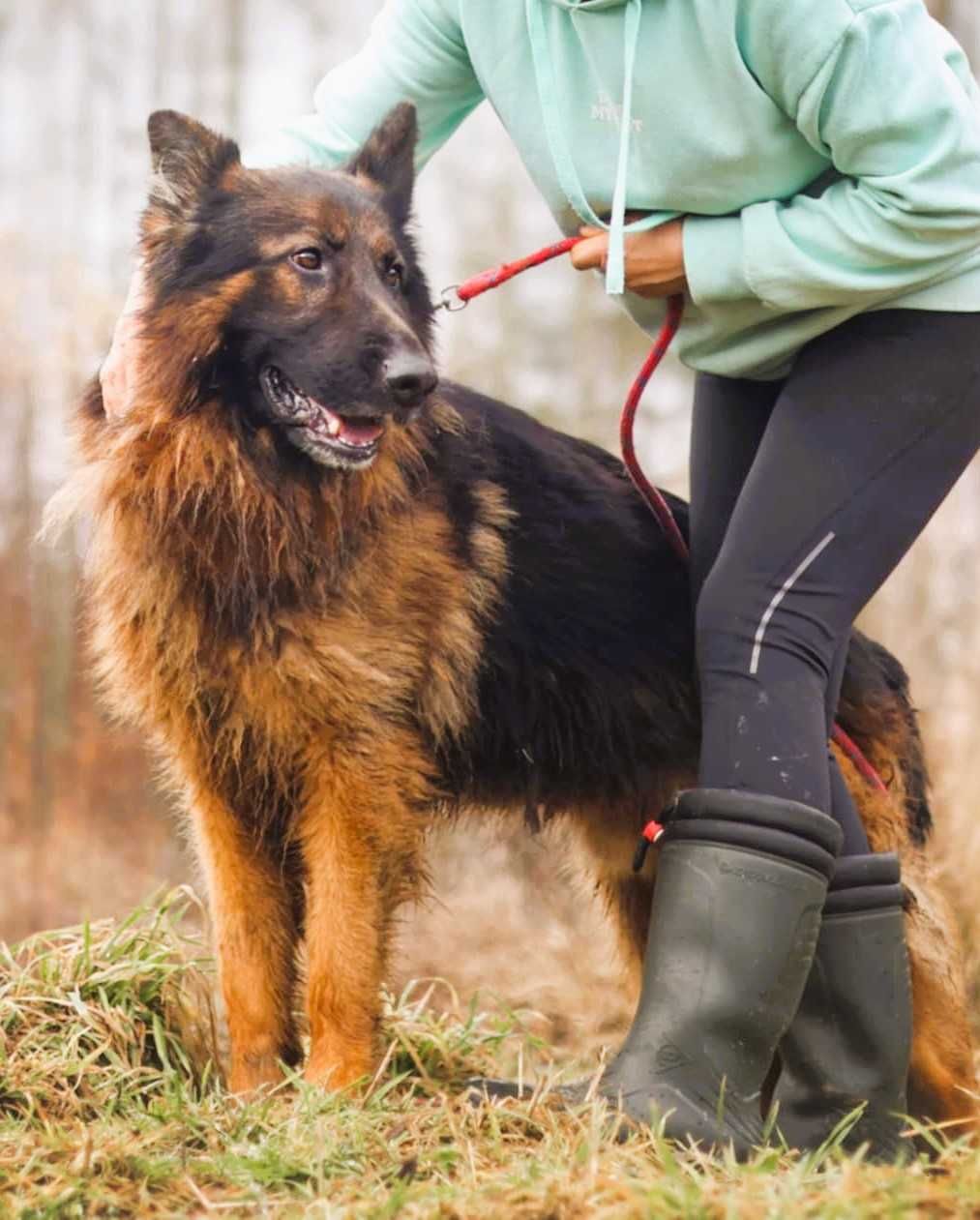DIABLO - piękny owczarek niemiecki długowłosy szuka najlepszego domu