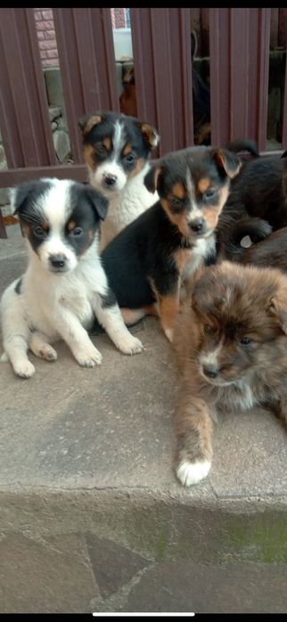 Віддам цуциків безкоштовно