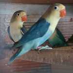 Agapornis fischers para cedência.